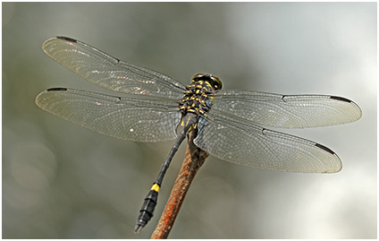 Gomphidictinus perakensis mâle